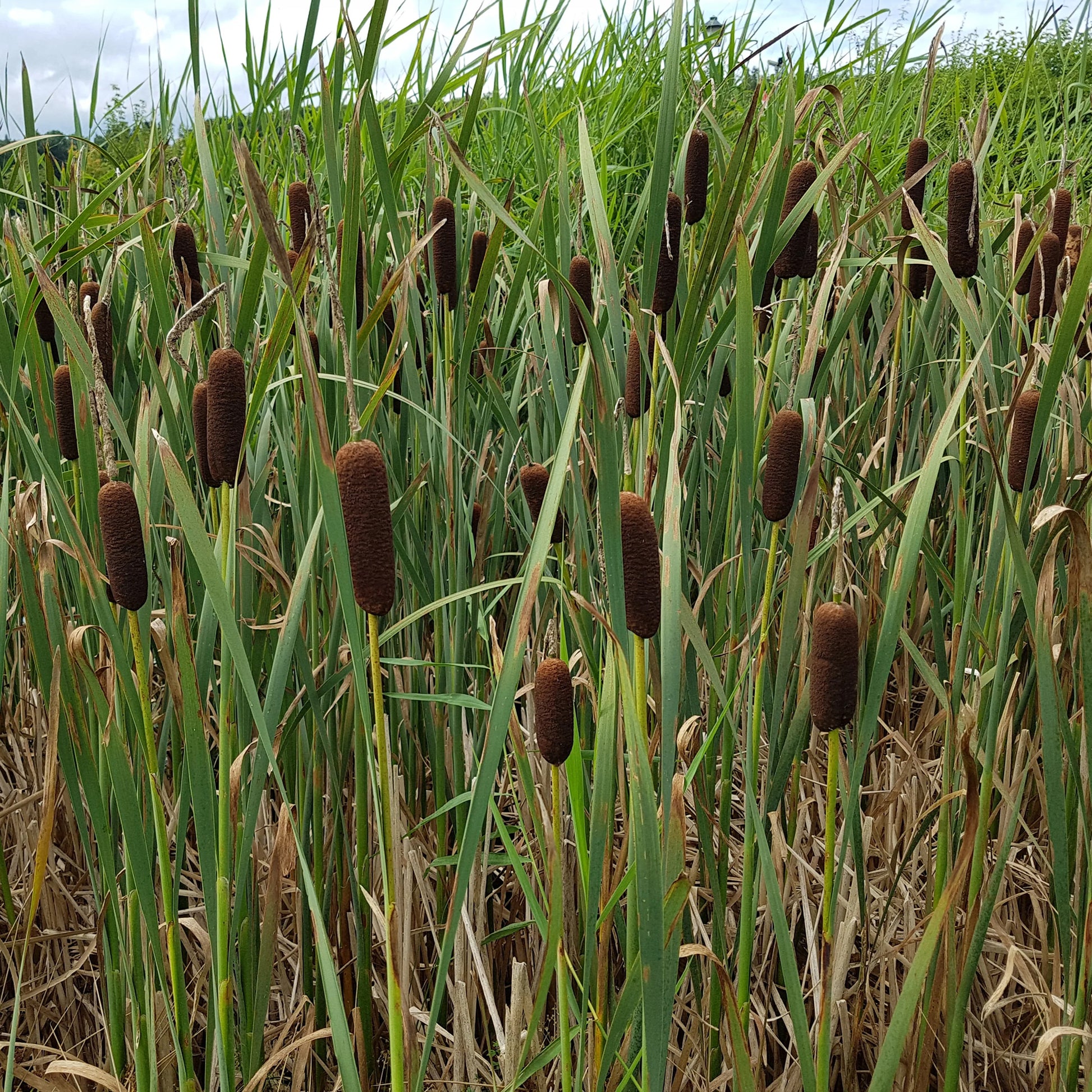 Lisdodde - Typha laxmannii - Bakker