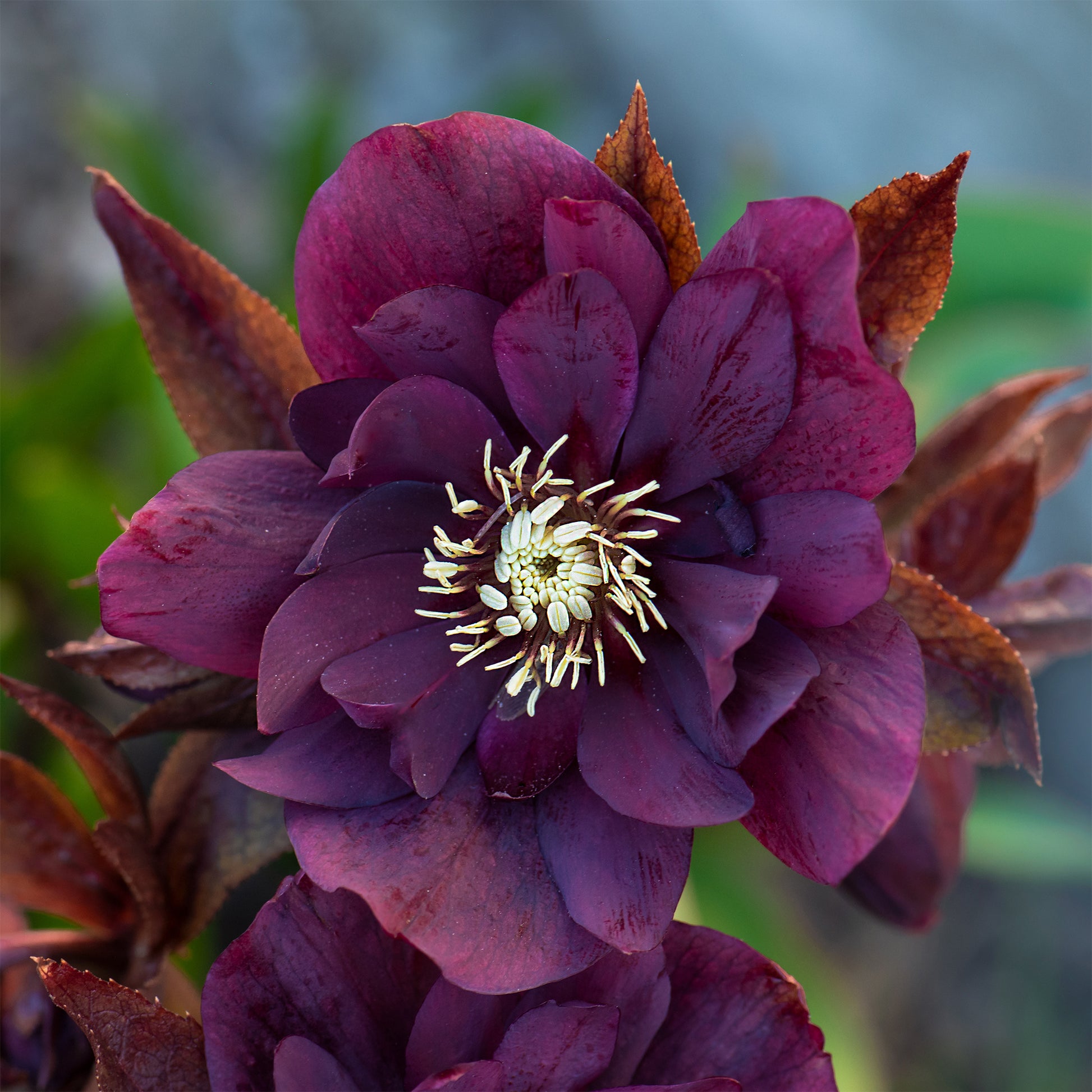 Helleborus double ellen purple - Kerstroos Dubbbel Ellen Violet (x2) - Helleborus - Kerstroos