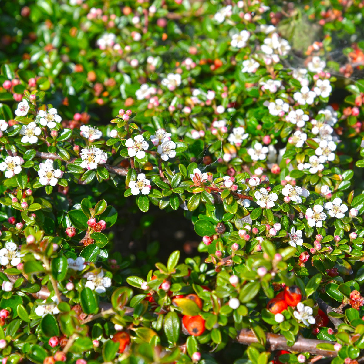 Verkoop Dwergmispel 'Major' - Cotoneaster Dammeri