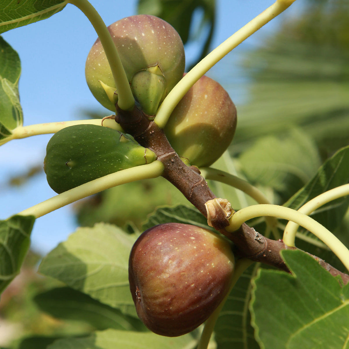 Vijgenboom 'Brown Turkey' - Bakker