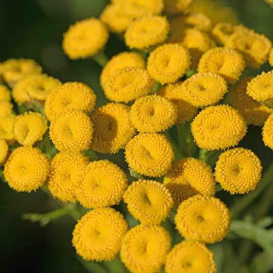 Boerenwormkruid - Bakker