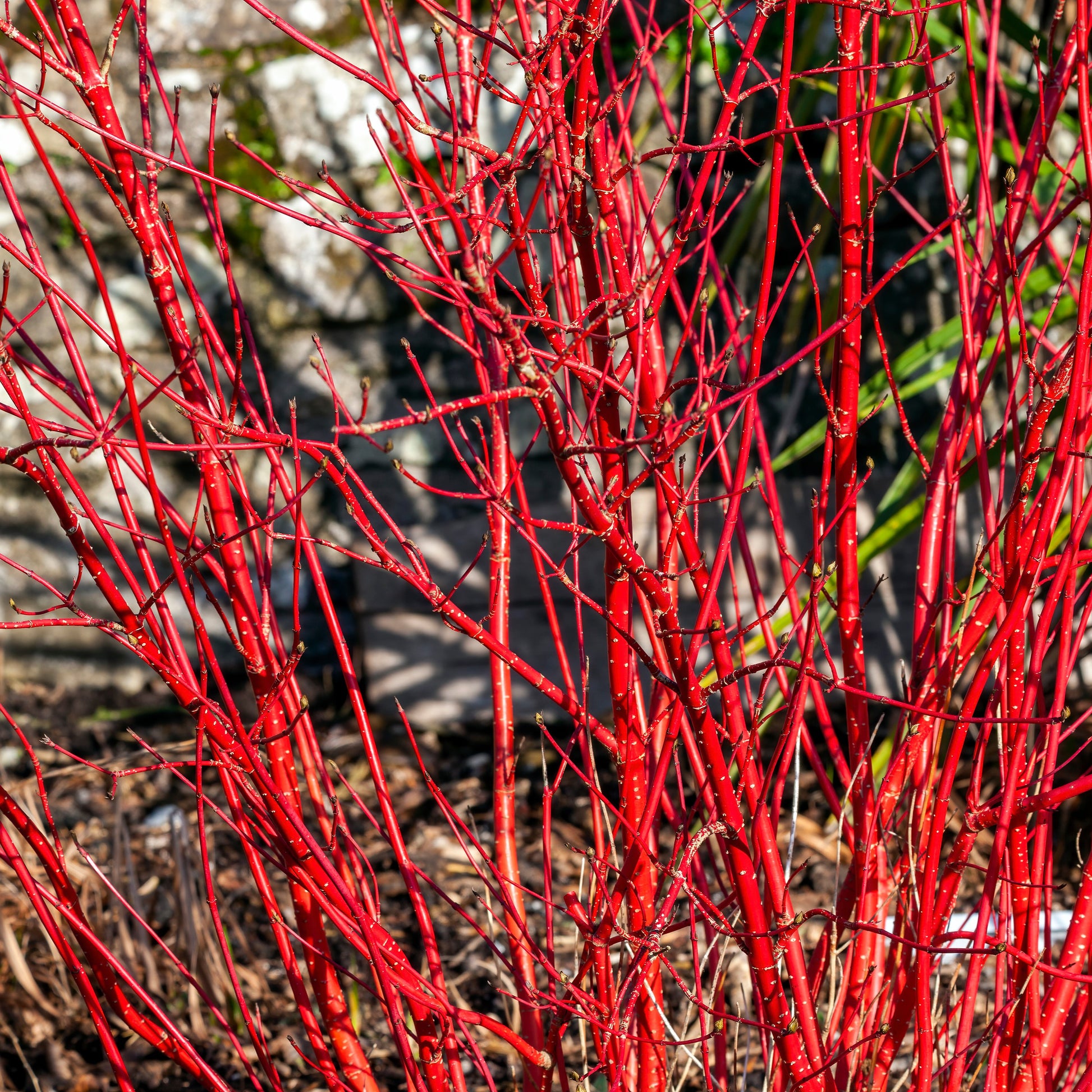 Rode kornoelje 'Sibirica' - Cornus alba Sibirica