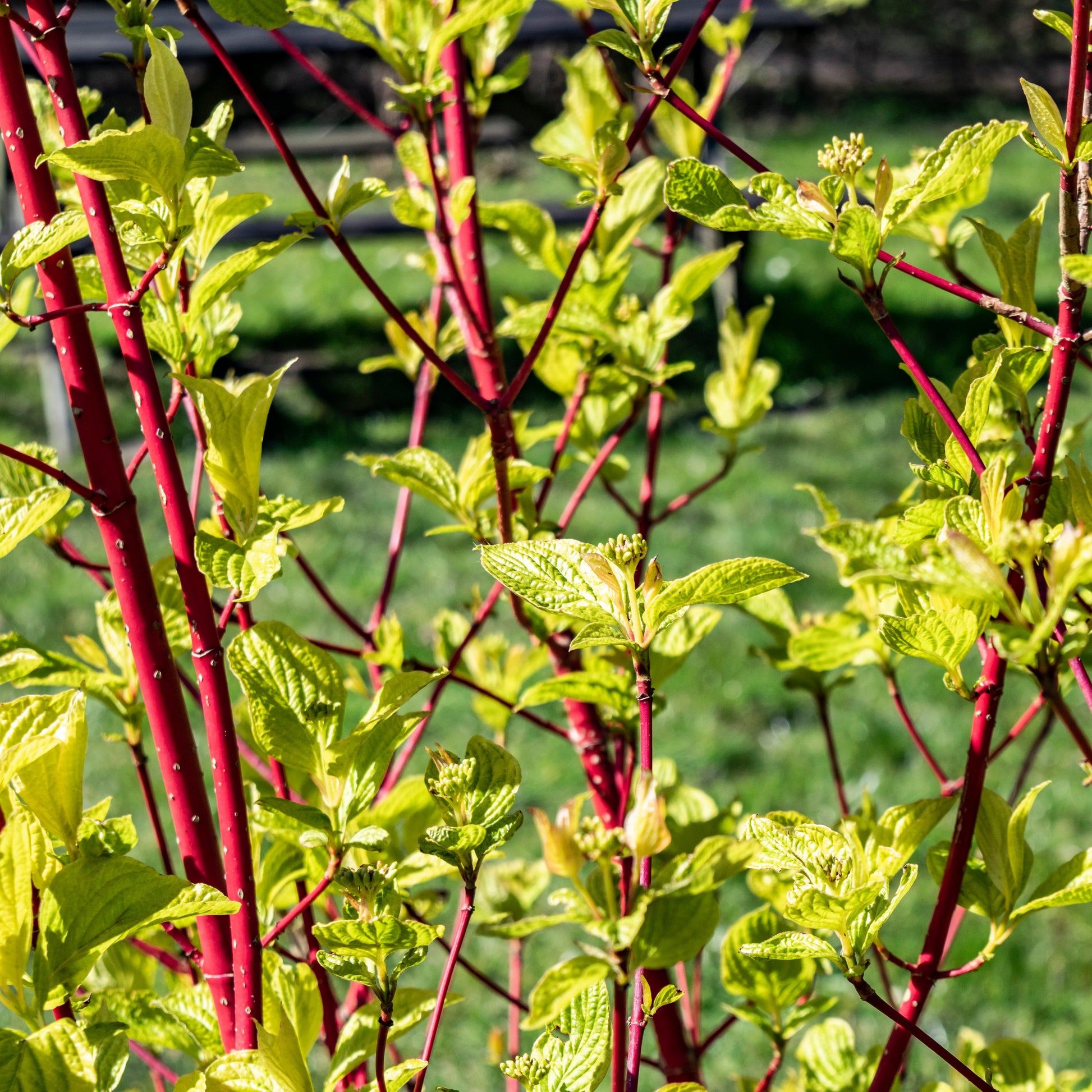 Rode kornoelje 'Sibirica' - Cornus alba Sibirica - Type plant