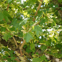 Spaanse aak - Acer campestre - Bakker