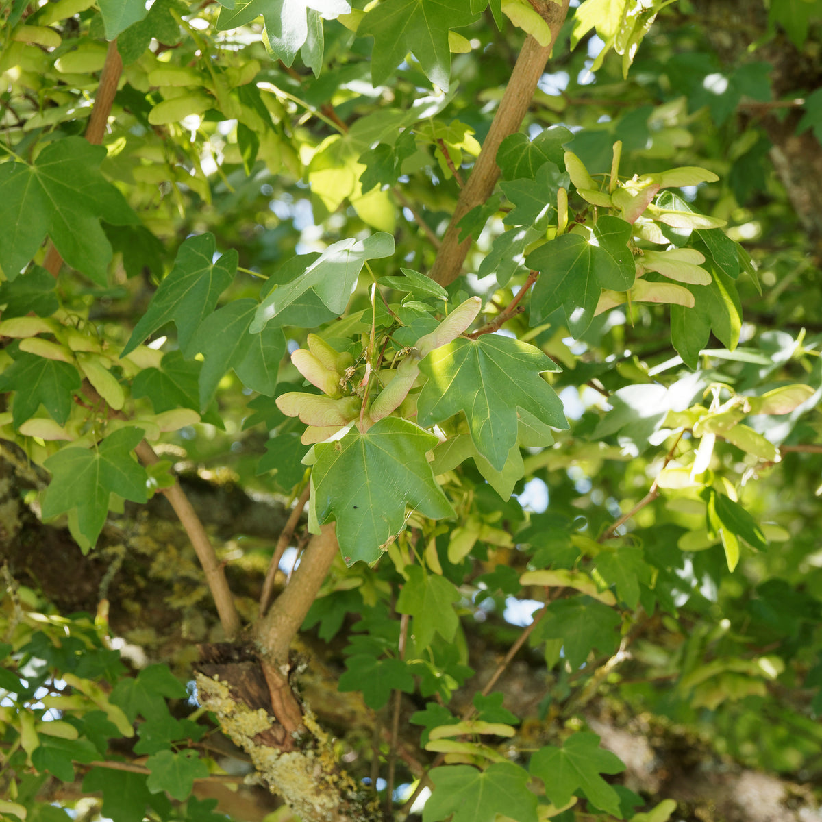 Spaanse aak - Bakker