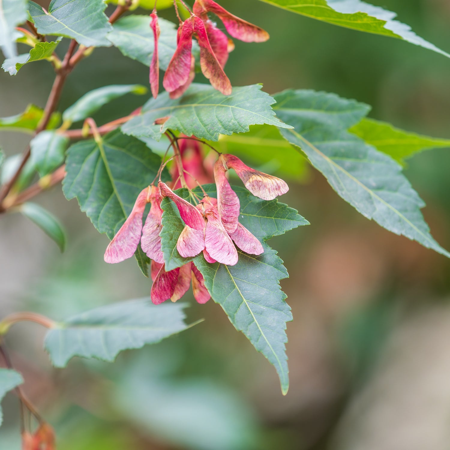 Bomen
