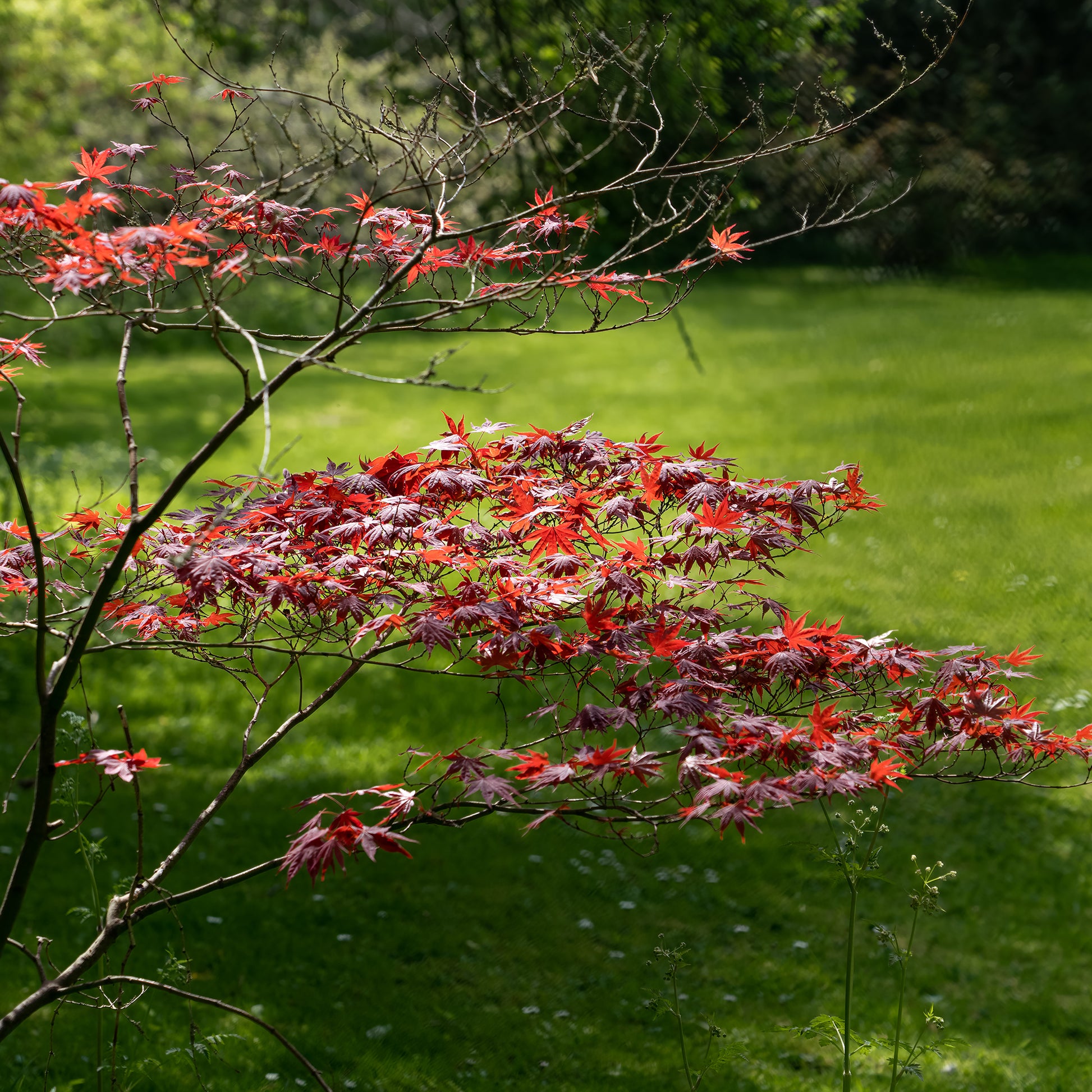 Japanse esdoorn 'Atropurpureum' - Japanse esdoorn - Bakker