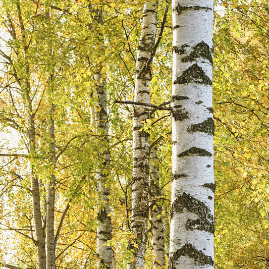 Witte berk - Betula pendula - Heesters en vaste planten