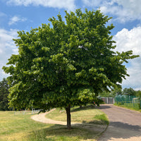 Carpinus betulus - Haagbeuk - Haagbeuk