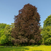 Fagus sylvatica Purpurea (Atropunicea) - Rode beuk 'Purpurea' - Beuk