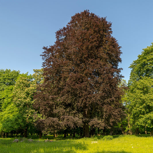 Rode beuk 'Purpurea' - Bakker