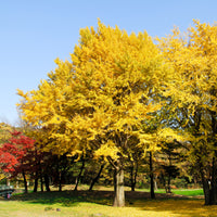 Bloeiende heesters - Japanse notenboom - Ginkgo - Ginkgo biloba