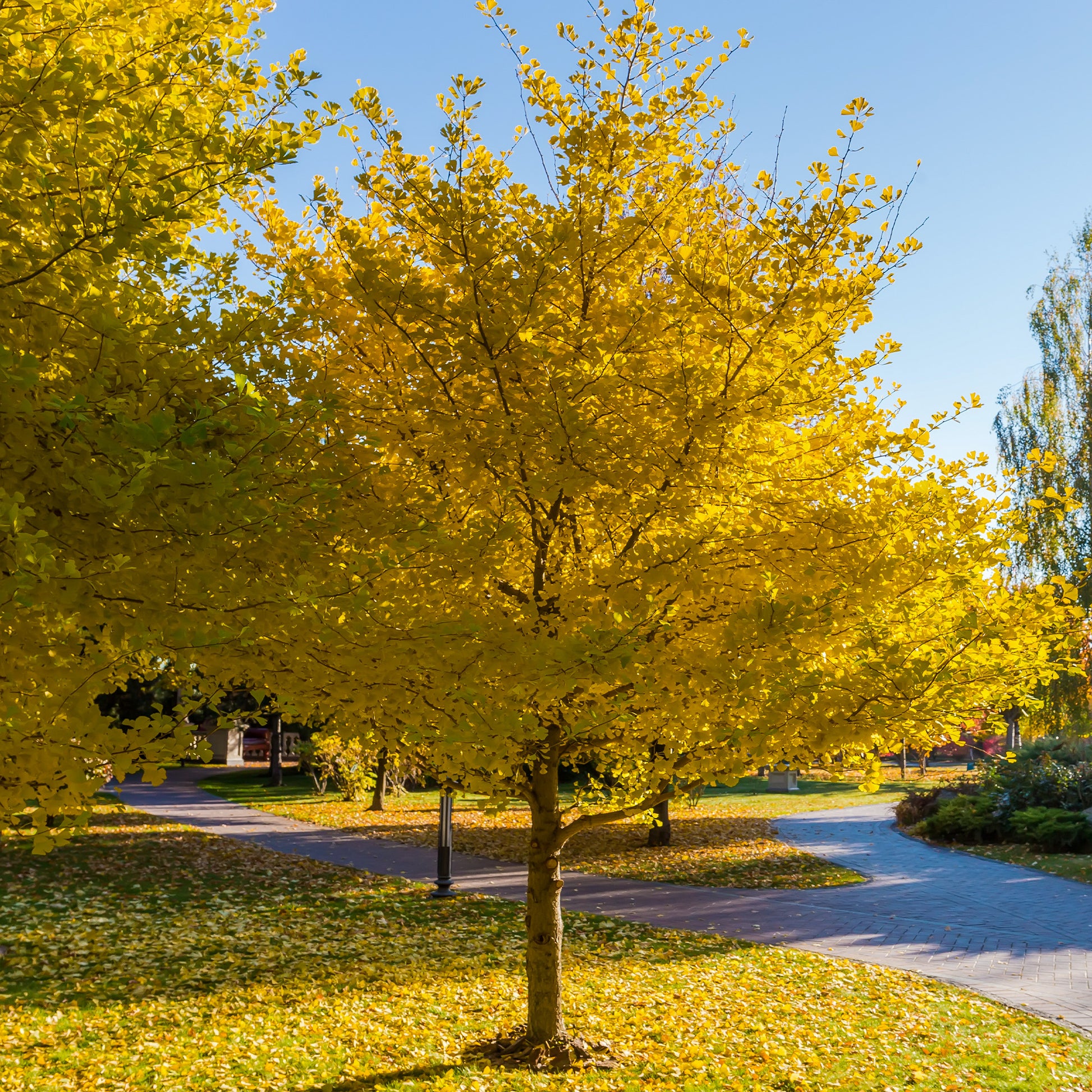 Japanse notenboom - Ginkgo biloba - Heesters en vaste planten