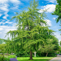 Verkoop Japanse notenboom - Ginkgo