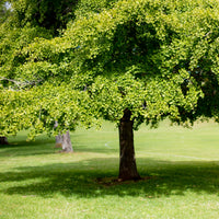 Verkoop Japanse notenboom - Ginkgo - Ginkgo biloba