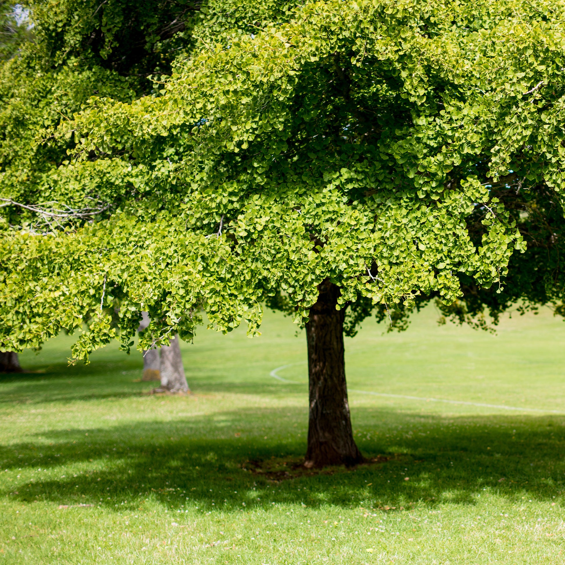 Japanse notenboom - Ginkgo biloba - Heesters en vaste planten