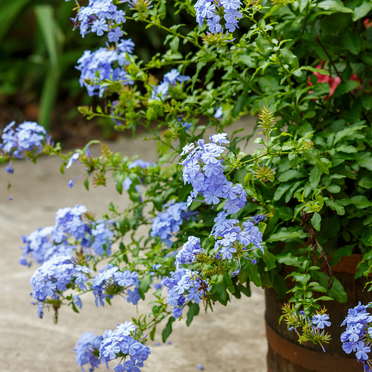 Balkon- en terrasplanten - Mannentrouw - Plumbago auriculata