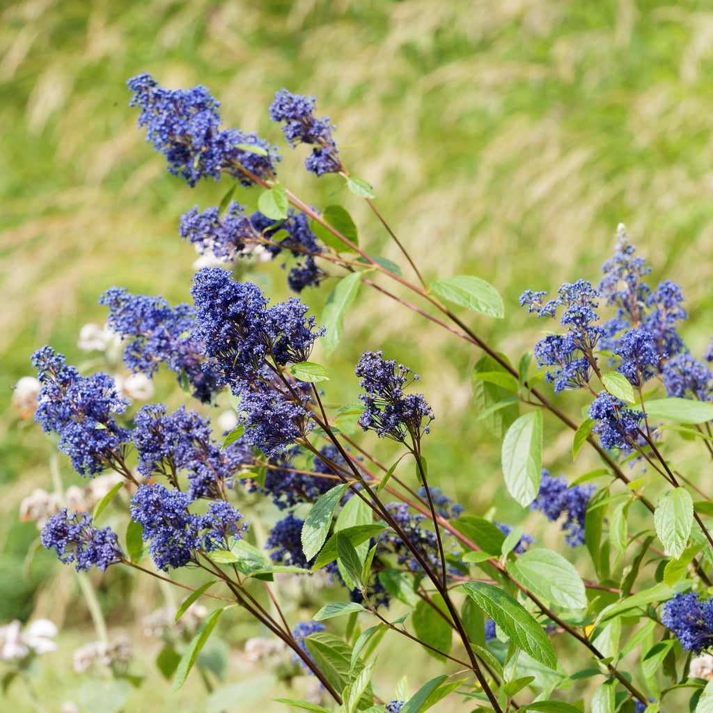 Ceanothus 'Blue Mound' (Amerikaanse sering) struik kopen | Heijnen Planten Ceanothus 'Blue Mound' (Amerikaanse sering) struik kopen | Heijnen Planten