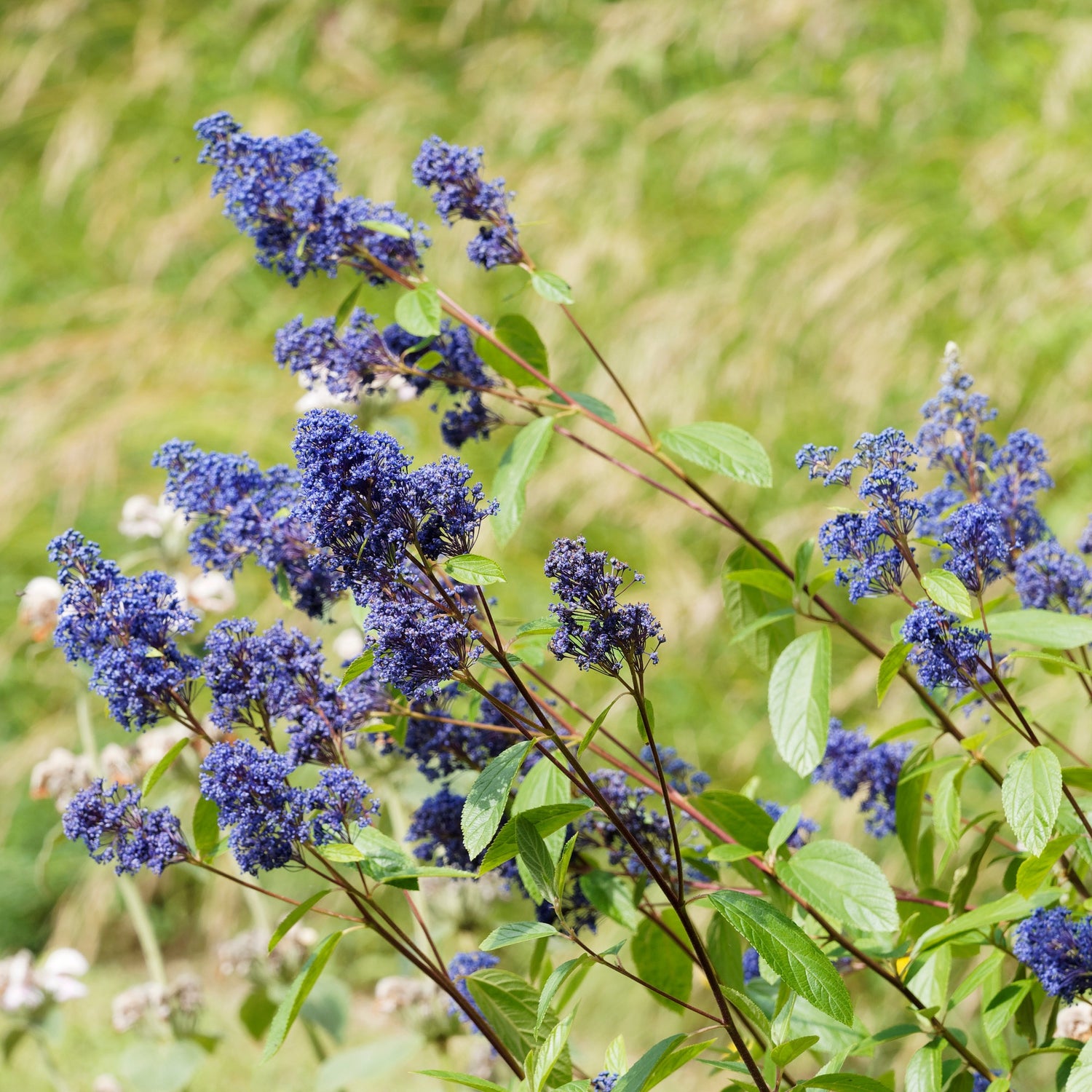 Ceanothus - Californische sering