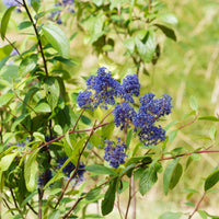 Amerikaanse Syring Gloire de Versailles - Ceanothus delilianus gloire de versailles - Bakker