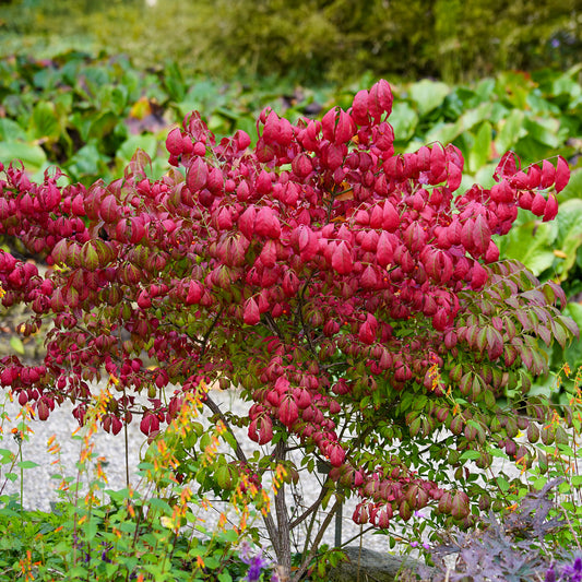 Kardinaalsmuts 'Compactus' - Bakker