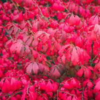 Euonymus alatus Compactus - Kardinaalsmuts 'Compactus' - Heesters