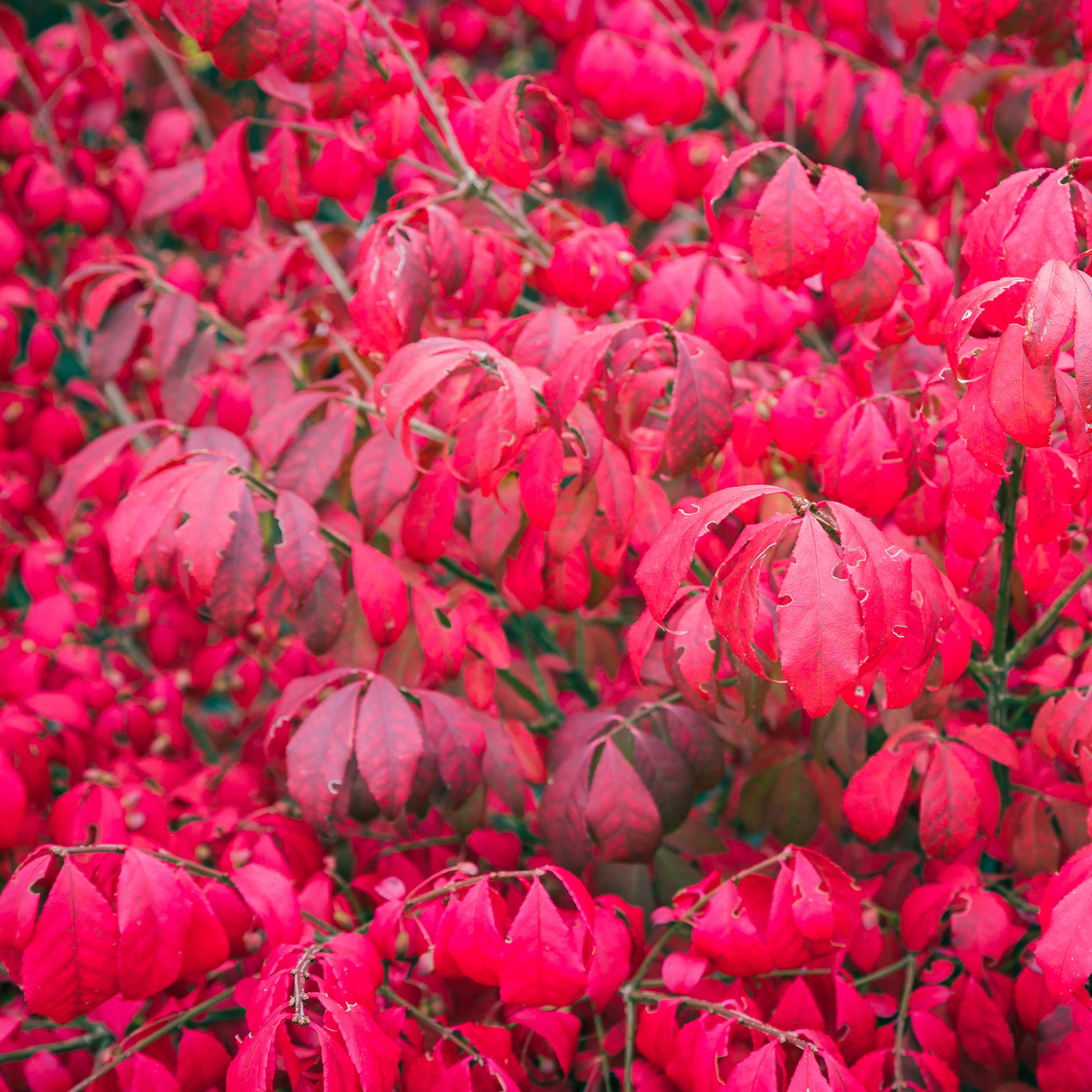Euonymus alatus Compactus - Kardinaalsmuts 'Compactus' - Heesters