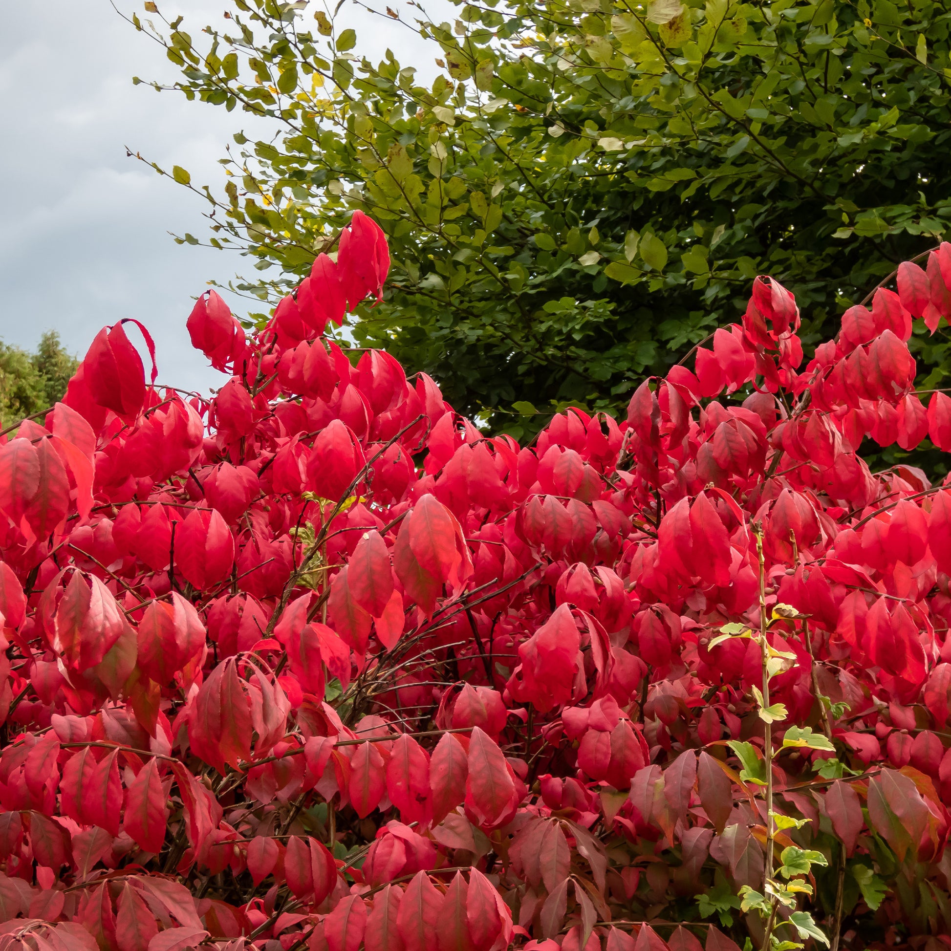 Verkoop Kardinaalsmuts 'Compactus' - Euonymus alatus Compactus