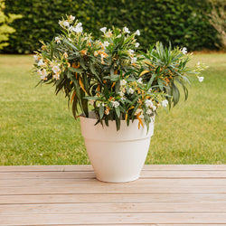 Witte Oleander - Bakker