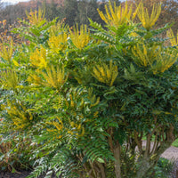 Mahoniestruik 'Wintersun' - Mahonia media 'winter sun' - Bakker