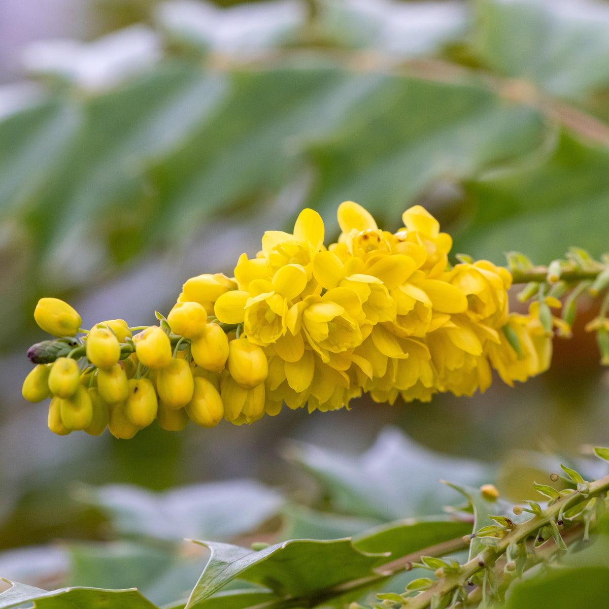 Wintergroene planten - Mahoniestruik 'Wintersun' - Mahonia media 'winter sun'