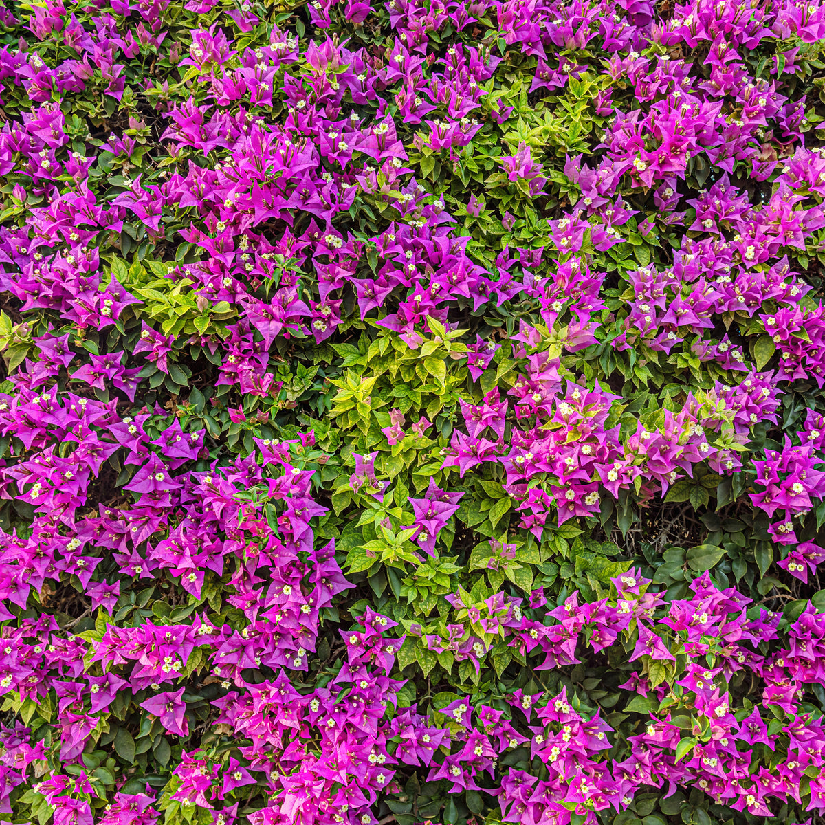 Bougainville - paars - Bougainvillea purple - Bakker