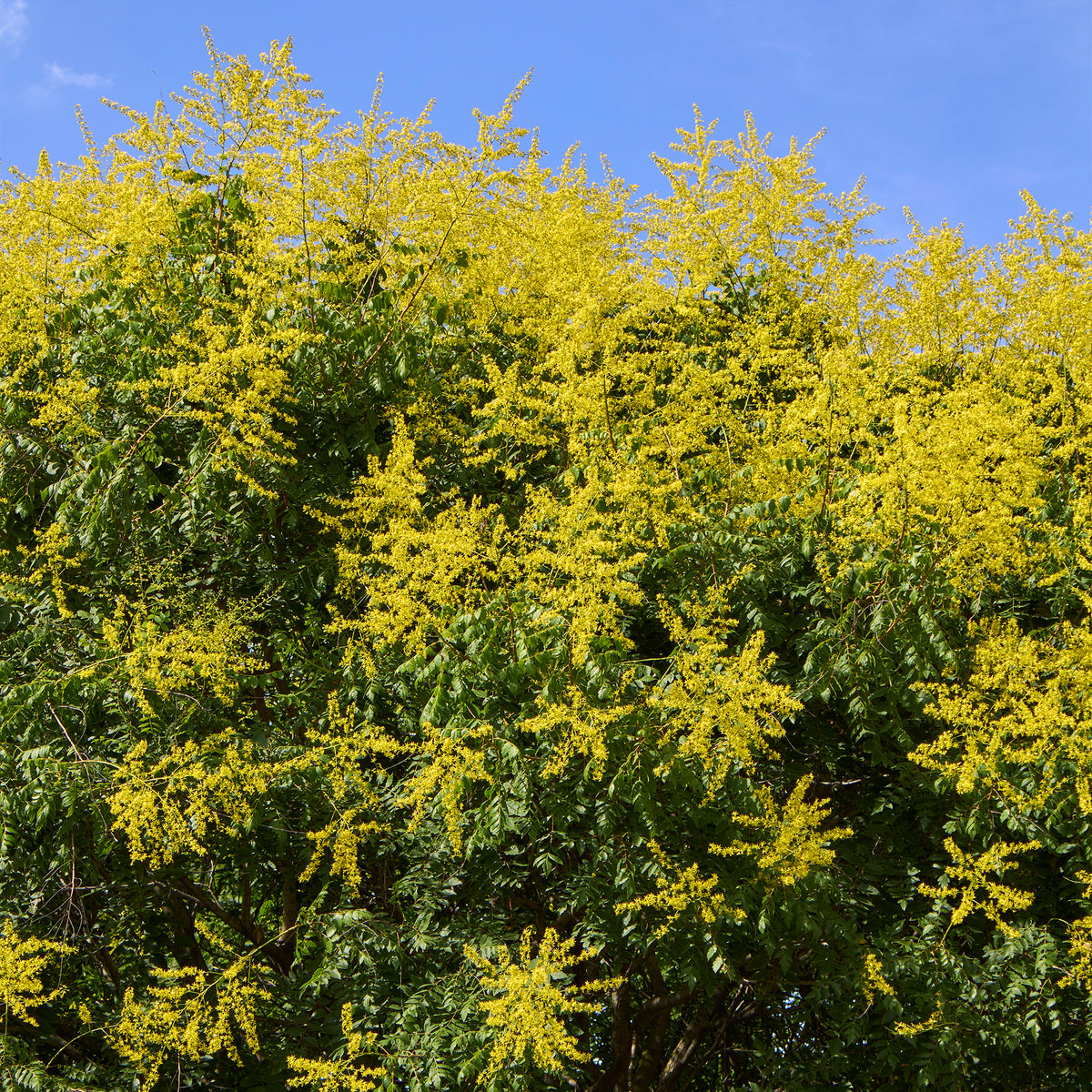 Lampionboom - Koelreuteria paniculata - Bakker