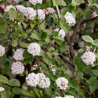 Geurende sneeuwbal - Viburnum carlesii - Bakker
