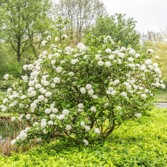 Geurende sneeuwbal - Viburnum carlesii - Tuinplanten