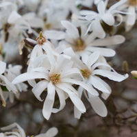 "Stermagnolia ""Royal Star""" - Magnolia stellata Royal Star - Bakker