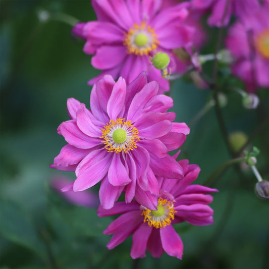 Herfstanemoon - Bakker