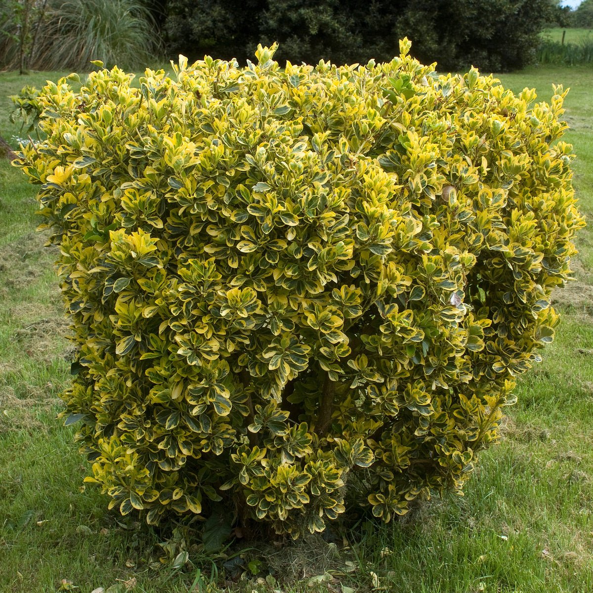Kardinaalsmuts 'Aureomarginatus' - Bakker