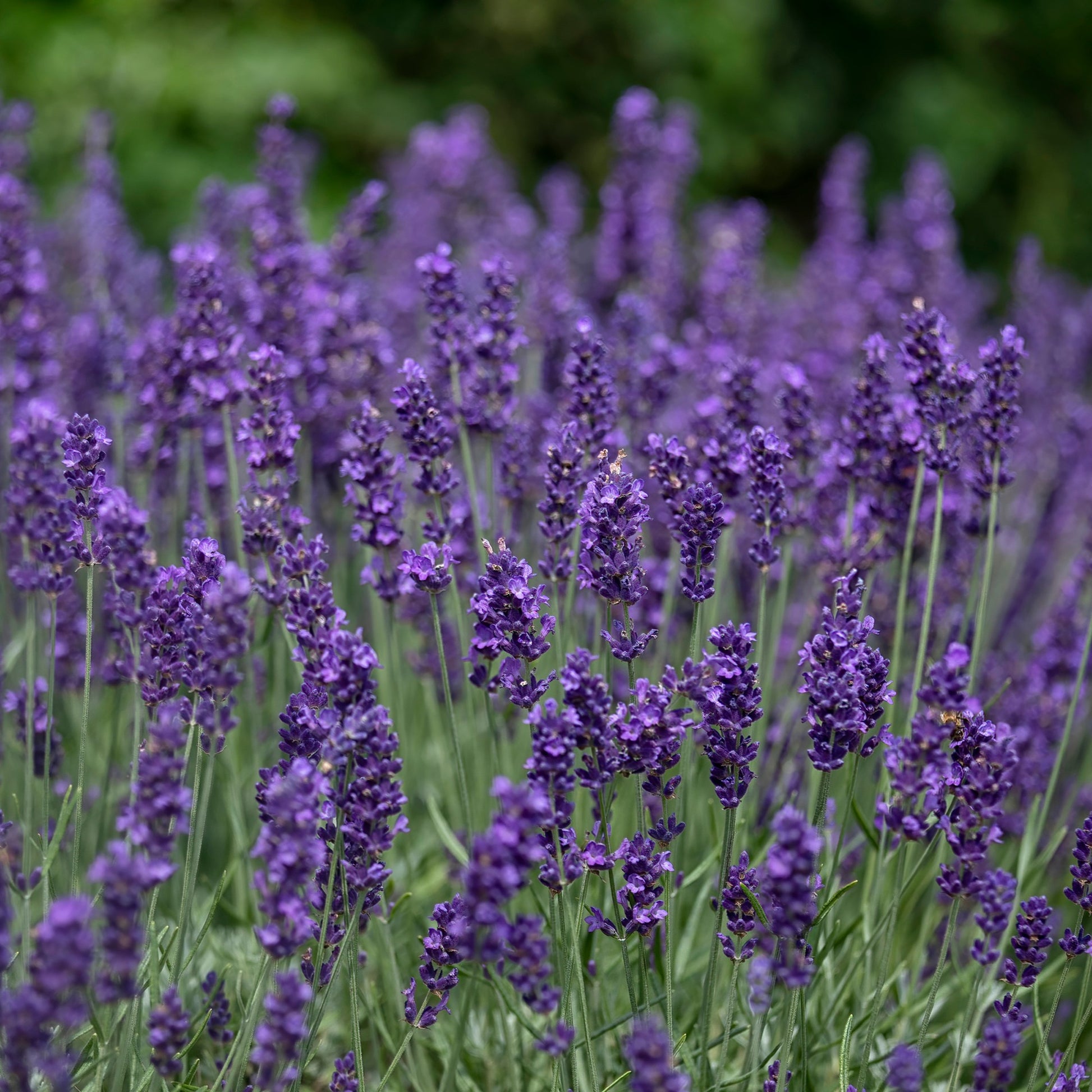 Lavendel 'Hidcote' - Lavandula angustifolia 'hidcote' - Lavendel