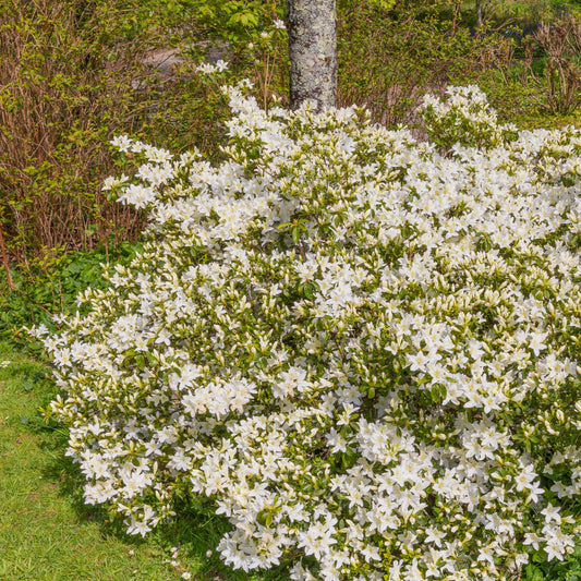 Azalea 'Palestrina' - Azalea palestrina - Tuinplanten