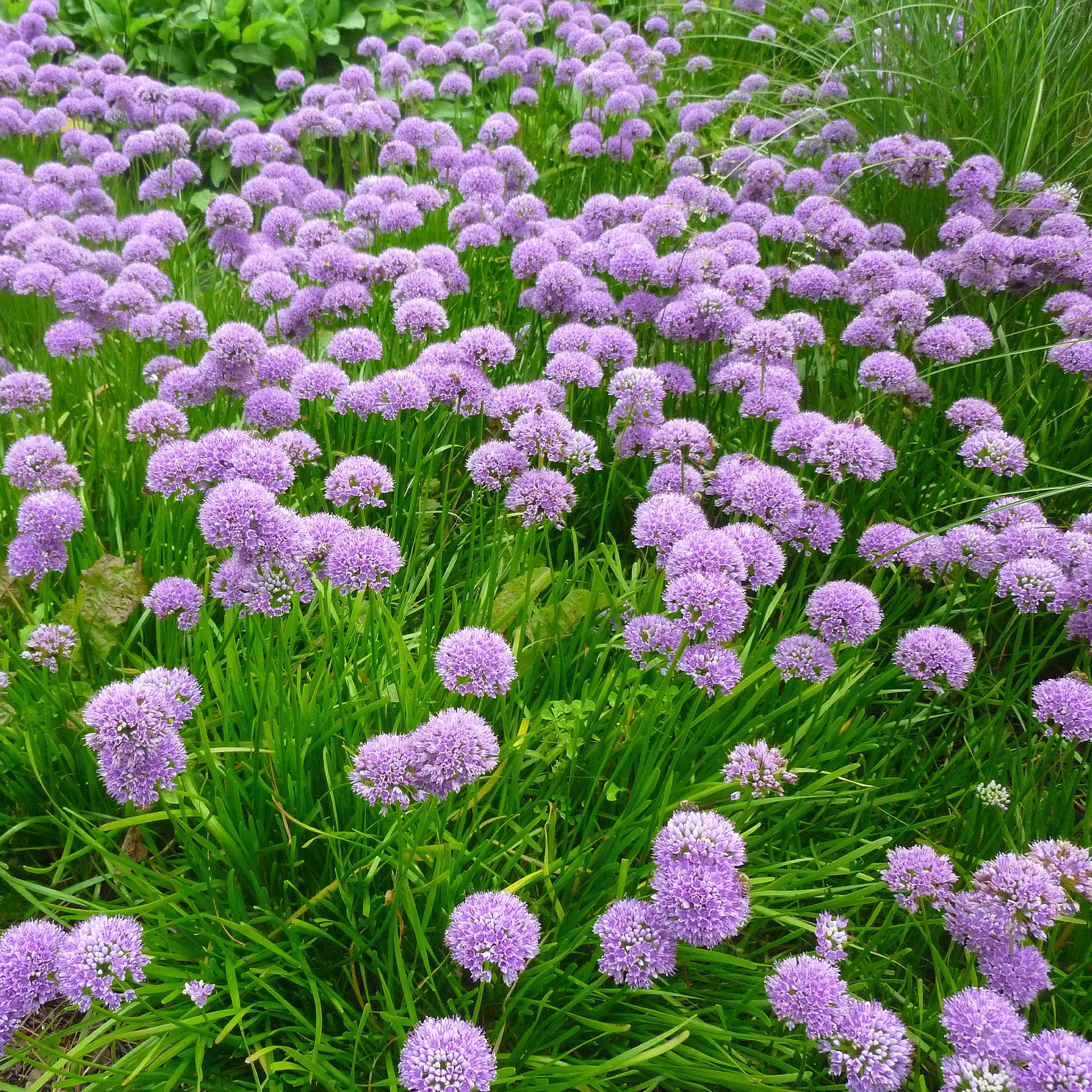 Sierui 'Millenium' - Allium 'millennium' - Tuinplanten