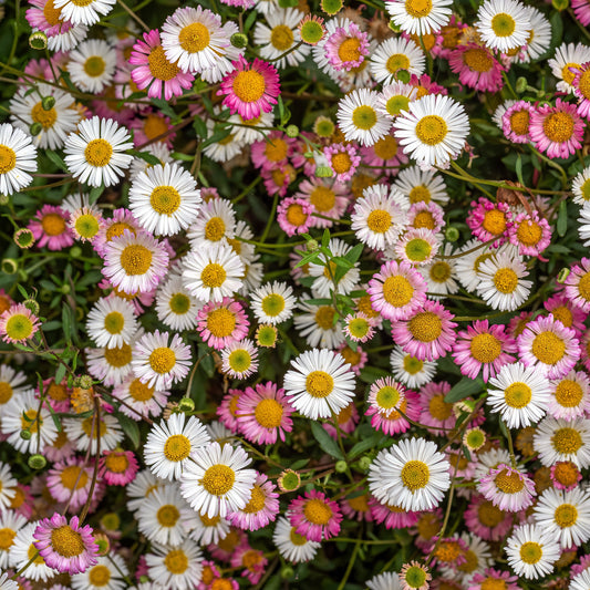 Muurfijnstraal 'Profusion'