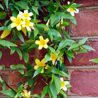 Gele jasmijn - Gelsemium sempervirens - Bakker
