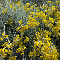 Helichrysum italicum subsp. serotinum - Kerrieplant - Vaste planten