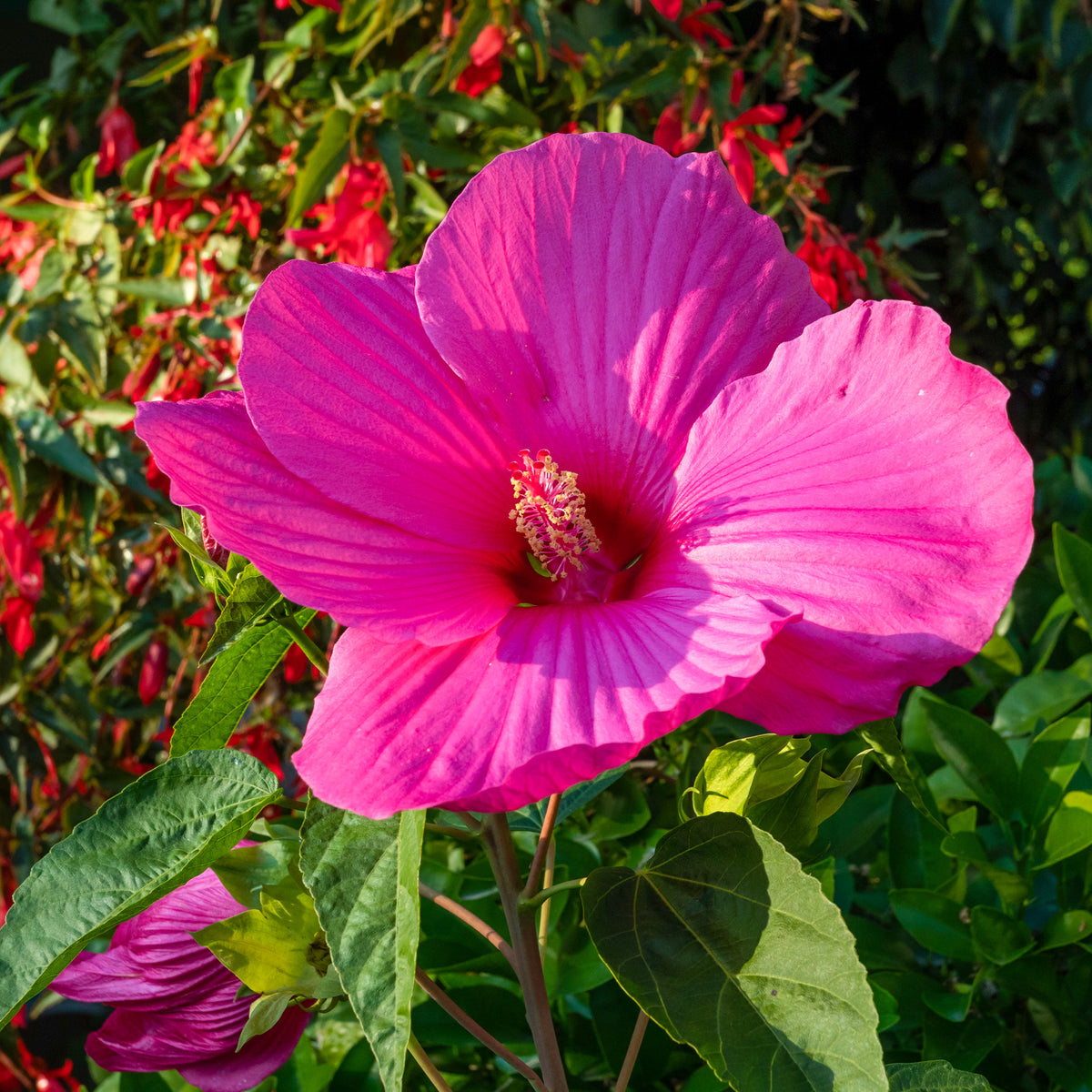 Grootbloemige altheastruik 'Extreme Magenta'® - Bakker