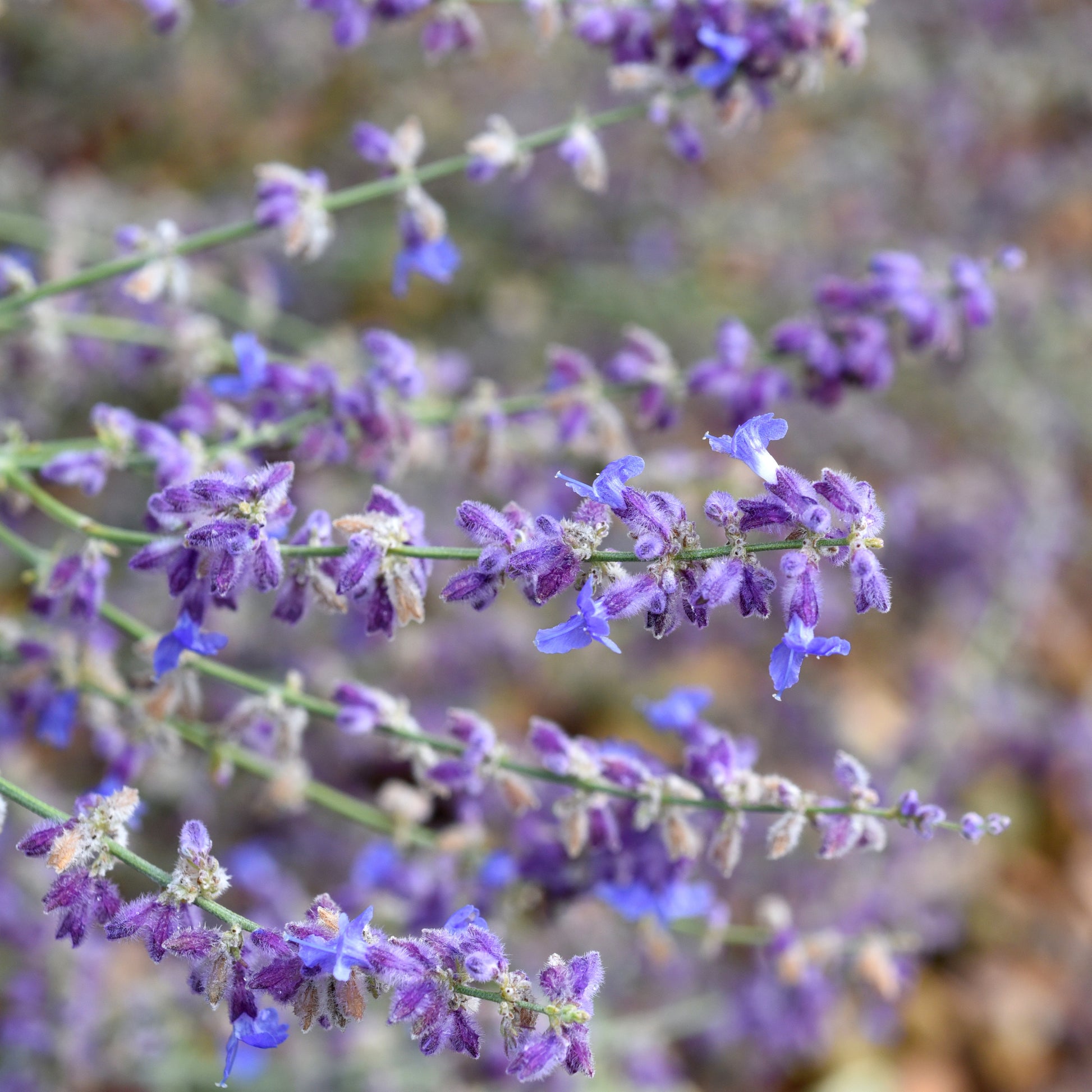 Verkoop Russische salie 'Little Spire' - Perovskia atriplicifolia Little Spire