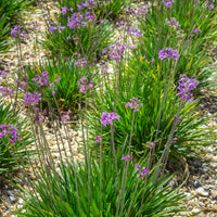Wilde knoflook (x3) - Tulbaghia violacea - Bakker