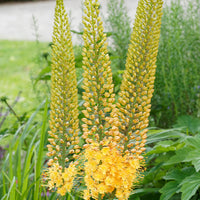 Steppelelie - Eremurus 'bungei' - Tuinplanten