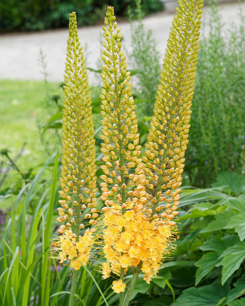 Steppelelie - Eremurus 'bungei' - Vaste planten