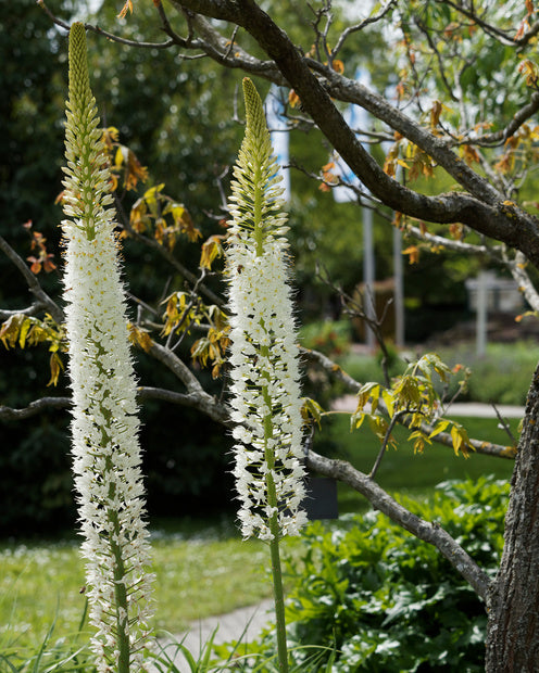 Steppelelie Witte Romance - Eremurus 'white romance' - Vaste planten